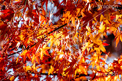 紅葉,もみじ,色づく,真っ赤,自然,植物,木々,秋,赤,季語,草木,japan,autumn