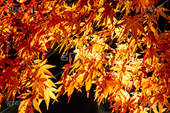 紅葉,もみじ,色づく,真っ赤,自然,植物,木々,秋,赤,季語,草木,japan,autumn