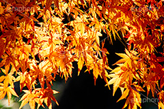 紅葉,もみじ,色づく,真っ赤,自然,植物,木々,秋,赤,季語,草木,japan,autumn