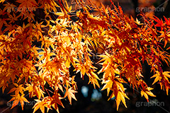 紅葉,もみじ,色づく,真っ赤,自然,植物,木々,秋,赤,季語,草木,japan,autumn