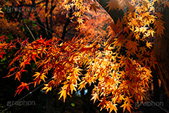 紅葉,もみじ,逆光,フレア,色づく,真っ赤,自然,植物,木々,秋,赤,季語,草木,japan,autumn,flare