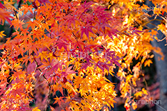 紅葉,もみじ,色づく,真っ赤,自然,植物,木々,秋,赤,季語,草木,japan,autumn