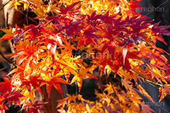 紅葉,もみじ,色づく,真っ赤,自然,植物,木々,秋,赤,季語,草木,japan,autumn