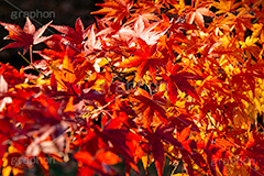 紅葉,もみじ,色づく,真っ赤,自然,植物,木々,秋,赤,季語,草木,japan,autumn