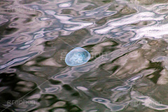 クラゲ,水母,海月,水月,アクア,海,水面,海面,jellyfish,sea