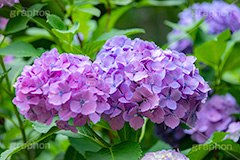 アジサイ,あじさい,紫陽花,梅雨,つゆ,花,ホンアジサイ,季語,フラワー,満開,6月,flower,フルサイズ撮影