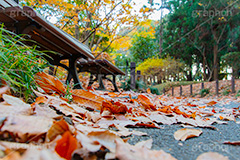 秋の北の丸公園,北の丸公園,千代田区,皇居,国民公園,公園,江戸城,九段下,武道館,秋,紅葉,落ち葉,ベンチ,park,autumn