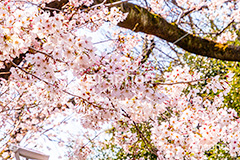 桜,サクラ,さくら,満開,花見,お花見,自然,青空,花びら,さくらまつり,花,春,blossom,japan,spring,flower