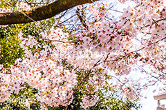 桜,サクラ,さくら,満開,花見,お花見,自然,青空,花びら,さくらまつり,花,春,blossom,japan,spring,flower