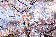 桜,サクラ,さくら,満開,花見,お花見,自然,青空,花びら,さくらまつり,花,春,blossom,japan,spring,flower