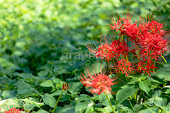 彼岸花,ヒガンバナ,多年草,秋,毒,有毒,花,フラワー,自然,植物,地獄花,レッドスパイダーリリー,autumn,flower,フルサイズ撮影