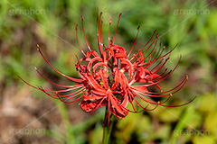 彼岸花,ヒガンバナ,多年草,秋,毒,有毒,花,フラワー,自然,植物,地獄花,レッドスパイダーリリー,autumn,flower,フルサイズ撮影