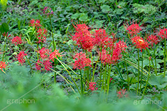 彼岸花,ヒガンバナ,多年草,秋,毒,有毒,花,フラワー,自然,植物,地獄花,レッドスパイダーリリー,autumn,flower,フルサイズ撮影