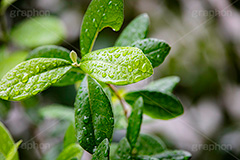 雨粒,雨,あめ,雨の日,葉,葉っぱ,はっぱ,植物,自然,梅雨,つゆ,水滴,垂れる,濡れ,rain,leaf,natural,フルサイズ撮影