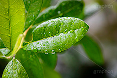 雨粒,雨,あめ,雨の日,葉,葉っぱ,はっぱ,植物,自然,梅雨,つゆ,水滴,垂れる,濡れ,rain,leaf,natural,フルサイズ撮影