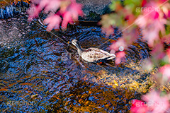 紅葉と鴨,鴨,かも,泳ぐ,水鳥,野鳥,紅葉,秋,水浴び,水遊び,川,autumn,フルサイズ撮影