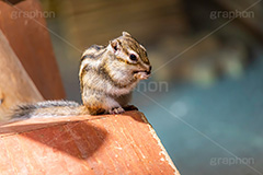 シマリス,リス,りす,ペット,飼育,飼う,かわいい,カワイイ,可愛い,餌,エサ,小動物,動物園,ネズミ目,pet,cute,zoo,フルサイズ撮影