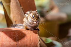 シマリス,リス,りす,ペット,飼育,飼う,かわいい,カワイイ,可愛い,餌,エサ,小動物,動物園,ネズミ目,pet,cute,zoo,フルサイズ撮影