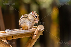 シマリス,リス,りす,ペット,飼育,飼う,かわいい,カワイイ,可愛い,餌,エサ,小動物,動物園,ネズミ目,pet,cute,zoo,フルサイズ撮影