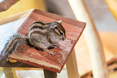 シマリス,リス,りす,ペット,飼育,飼う,かわいい,カワイイ,可愛い,小動物,動物園,巣箱,ネズミ目,pet,cute,zoo,フルサイズ撮影