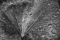 水滴,草木,葉っぱ,葉,雨,雨上がり,モノクロ,白黒,しろくろ,モノクローム,単色画,単彩画,単色,レトロ,お洒落,おしゃれ,オシャレ,味わい,懐かしい,natural