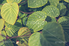 水滴,雨,雨水,梅雨,葉,葉っぱ,植物,ヴィンテージ,ビンテージ,レトロ,お洒落,おしゃれ,オシャレ,味わい,懐かしい,rain