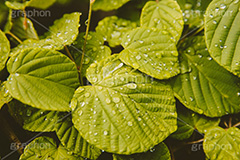 水滴,雨,雨水,梅雨,葉,葉っぱ,植物,ヴィンテージ,ビンテージ,レトロ,お洒落,おしゃれ,オシャレ,味わい,懐かしい,rain