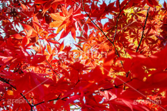 真っ赤なモミジ,もみじ,真っ赤,色づく,紅葉,自然,植物,木々,秋,赤,季語,草木,japan,autumn