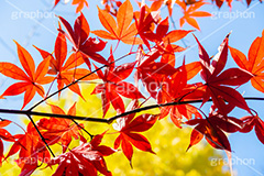 真っ赤なモミジ,もみじ,真っ赤,色づく,紅葉,自然,植物,木々,秋,赤,季語,草木,japan,autumn