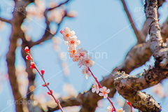 梅の花,梅,うめ,春,季語,花見,お花見,花,華,フラワー,お正月,正月,年賀状,flower,spring,japan