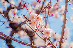 梅の花,梅,うめ,春,季語,花見,お花見,花,華,フラワー,お正月,正月,年賀状,flower,spring,japan