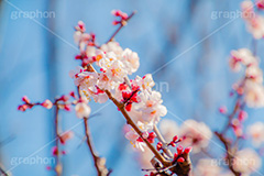 梅の花,梅,うめ,春,季語,花見,お花見,花,華,フラワー,お正月,正月,年賀状,flower,spring,japan