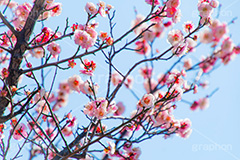 梅の花,梅,うめ,春,季語,花見,お花見,花,華,フラワー,お正月,正月,年賀状,flower,spring,japan