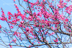 梅の花,梅,うめ,春,季語,花見,お花見,花,華,フラワー,お正月,正月,年賀状,flower,spring,japan