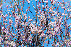 梅の花,梅,うめ,春,季語,花見,お花見,花,華,フラワー,お正月,正月,年賀状,flower,spring,japan