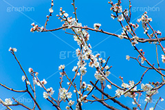 梅の花,梅,うめ,春,季語,花見,お花見,花,華,フラワー,お正月,正月,年賀状,flower,spring,japan