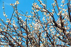 梅の花,梅,うめ,春,季語,花見,お花見,花,華,フラワー,お正月,正月,年賀状,flower,spring,japan