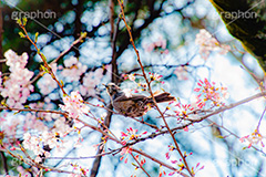 桜とヒヨドリ,ヒヨドリ,鳥,野鳥,野生,桜,さくら,サクラ,花見,お花見,花,お花,フラワー,はな,綺麗,きれい,キレイ,ソメイヨシノ,満開,咲,春,blossom,japan,flower