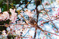 桜とヒヨドリ,桜を突くヒヨドリ,突く,ヒヨドリ,鳥,野鳥,野生,桜,さくら,サクラ,花見,お花見,花,お花,フラワー,はな,綺麗,きれい,キレイ,ソメイヨシノ,満開,咲,春,blossom,japan,flower