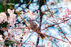 桜とヒヨドリ,ヒヨドリ,鳥,野鳥,野生,桜,さくら,サクラ,花見,お花見,花,お花,フラワー,はな,綺麗,きれい,キレイ,ソメイヨシノ,満開,咲,春,blossom,japan,flower