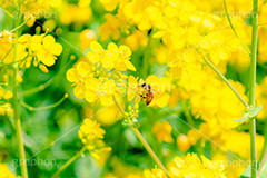 菜の花にミツバチ,ミツバチ,みつばち,蜜蜂,ハチ,蜂,受粉,花粉,昆虫,菜の花,なのはな,菜の花畑,菜,花,お花,フラワー,はな,花畑,キレイ,きれい,綺麗,満開,咲,咲いた,さいた,黄色,アブラナ,あぶらな,アブラナ科,セイヨウアブラナ,春,spring,flower