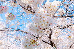 桜と青空,さくら,桜,ソメイヨシノ,そめいよしの,春,フラワー,青空,花見,満開,空,blossom,japan,spring,flower