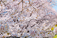 ソメイヨシノ,そめいよしの,桜,さくら,サクラ,桜まつり,花見,お花見,花,お花,フラワー,はな,花より団子,綺麗,きれい,キレイ,咲,春,blossom,japan,flower