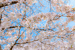 桜と青空,さくら,桜,春,フラワー,青空,花見,満開,空,blossom,japan,spring,flower