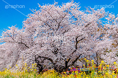 桜と菜の花,熊谷桜堤の桜,熊谷桜堤,熊谷,埼玉,荒川,堤防,名所,桜,ソメイヨシノ,そめいよしの,さくら,サクラ,菜の花,菜の花畑,桜まつり,花見,お花見,花,お花,フラワー,はな,綺麗,きれい,キレイ,満開,咲,春,黄色,アブラナ,あぶらな,アブラナ科,セイヨウアブラナ,flower,blossom,japan,spring