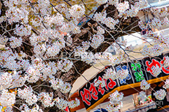 花より団子,屋台,出店,食べ歩き,焼きそば,やきそば,ヤキソバ,つまみ,おつまみ,ソメイヨシノ,そめいよしの,桜,さくら,サクラ,桜まつり,花見,お花見,花,お花,フラワー,はな,綺麗,きれい,キレイ,咲,春,blossom,japan,flower