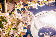 夜桜,桜,ソメイヨシノ,そめいよしの,さくら,サクラ,花見,お花見,花,お花,フラワー,はな,花より団子,綺麗,きれい,キレイ,満開,つぼみ,蕾,春,外灯,blossom,flower,japan,spring,フルサイズ撮影