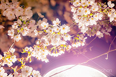 夜桜,桜,ソメイヨシノ,そめいよしの,さくら,サクラ,花見,お花見,花,お花,フラワー,はな,花より団子,綺麗,きれい,キレイ,満開,つぼみ,蕾,春,外灯,blossom,flower,japan,spring,フルサイズ撮影