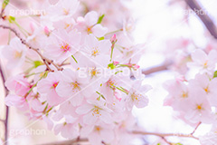 ソメイヨシノ,そめいよしの,桜,さくら,サクラ,花見,お花見,花,お花,フラワー,はな,綺麗,きれい,キレイ,咲,春,パステル,ナチュラル,癒し,natural,pastel,blossom,japan,flower,spring,フルサイズ撮影