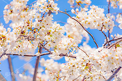 桜,さくら,サクラ,花見,お花見,花,お花,フラワー,はな,ソメイヨシノ,そめいよしの,綺麗,きれい,キレイ,咲,春,パステル,ナチュラル,癒し,natural,pastel,blossom,japan,flower,spring,フルサイズ撮影